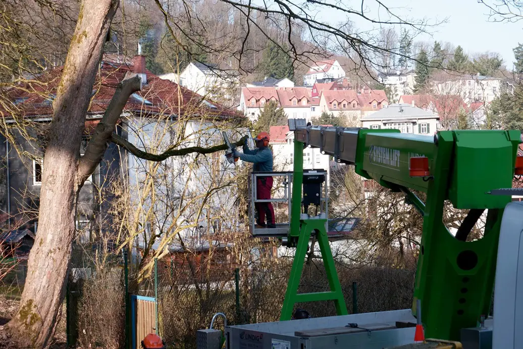 Baumschnitt mit LKW Arbeitsbühne